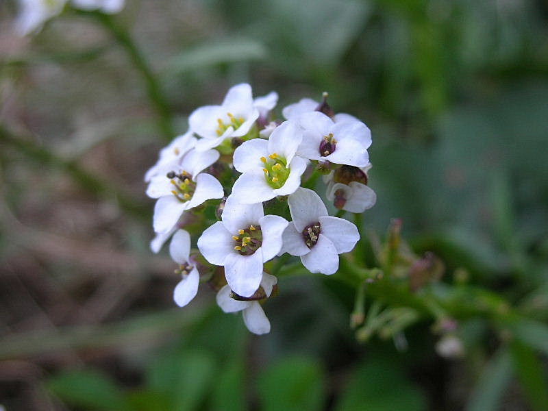Lobularia maritima / Filigrana comune, Alisso odoroso